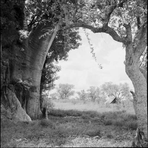 Baobab tree, with an expedition tent in the background