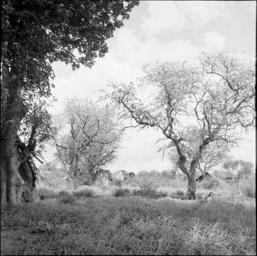 Baobab tree, with an expedition tent in the background