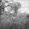 Group of people sitting next to skerms in the werft, distant view through bushes