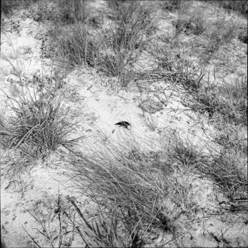 Beetle crawling in the sand