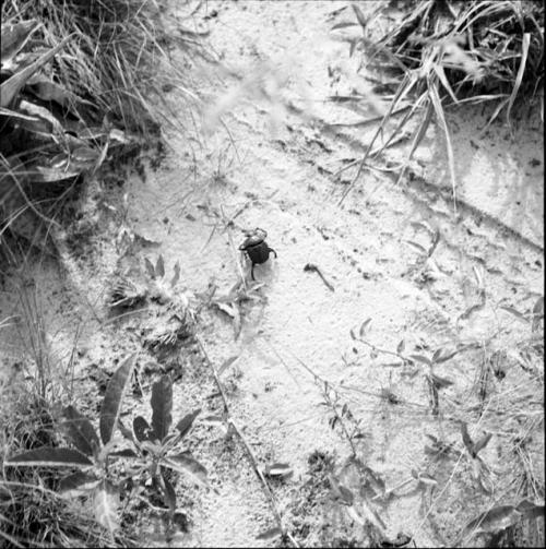 Beetle crawling in the sand near tire tracks