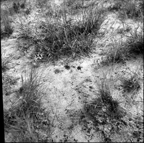 Beetle crawling in the sand