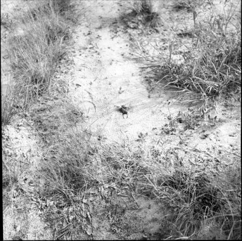 Beetle crawling in the sand