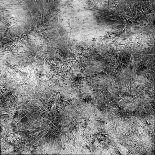 Beetle crawling in the sand