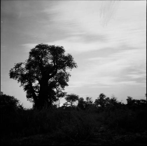 Baobab tree at sunset