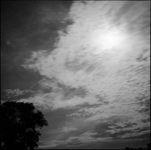 Baobab tree top at sunset