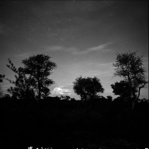 Baobab and other trees at sunset