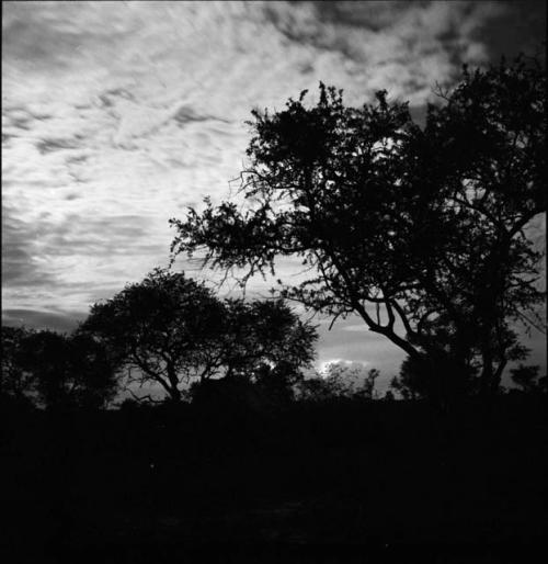 Baobab and other trees at sunset