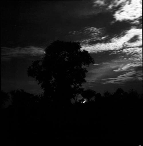 Silhouette of a baobab tree in moonlight