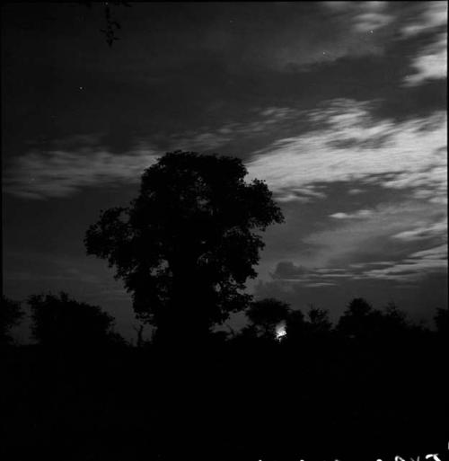 Silhouette of a baobab tree in moonlight