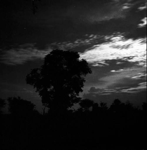 Silhouette of a baobab tree in moonlight