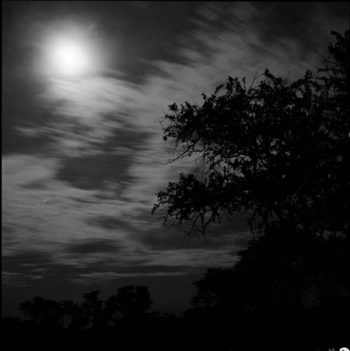 Moon and the silhouette of a baobab tree