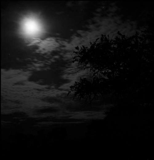 Moon and the silhouette of a baobab tree