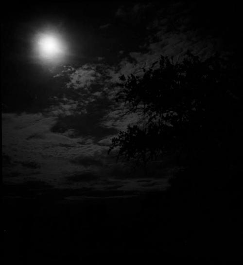 Moon and the silhouette of a baobab tree