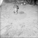 Termites on the ground next to a kerosene lamp