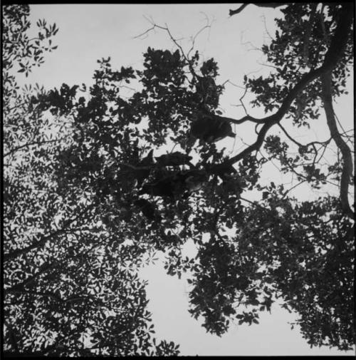 Birds on the branch of a tree