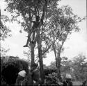 Boy in a tree, with N!ai and ≠Nisa sitting with a group of children at the base of the tree, skerms in the background