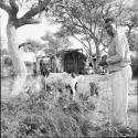 Wilhelm Camm standing next to a goat, with "Short /Qui," /Ti!kay and Laurence Marshall standing outside the expedition hut in the background