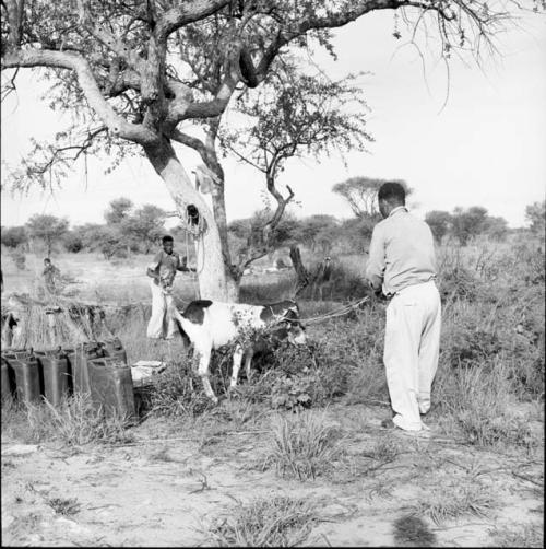 Wilhelm Camm tending to a goat, with six jerry cans on the ground near him, men standing in the background