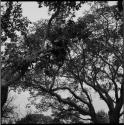 Birds on the branch of a tree