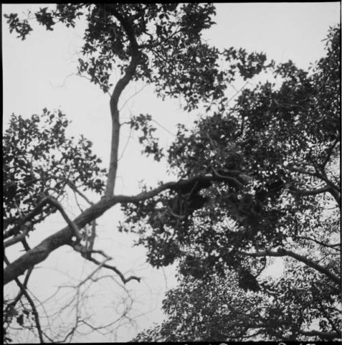 Birds on the branch of a tree