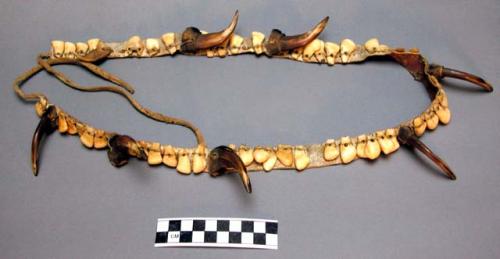 Necklace of elk teeth and bear's claws