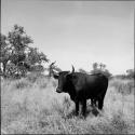 Bull standing in the grass