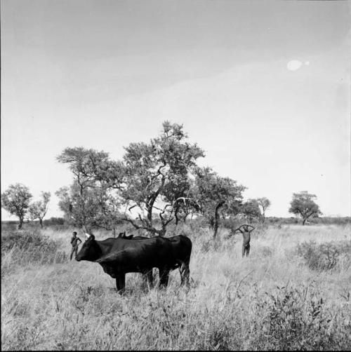 Two bulls standing in the grass