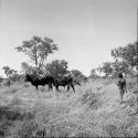 People standing in the grass near two bulls