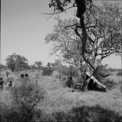 People standing near an expedition tent, with two bulls in the background