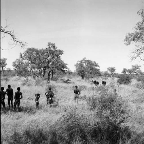 People standing, watching two bulls, view from behind