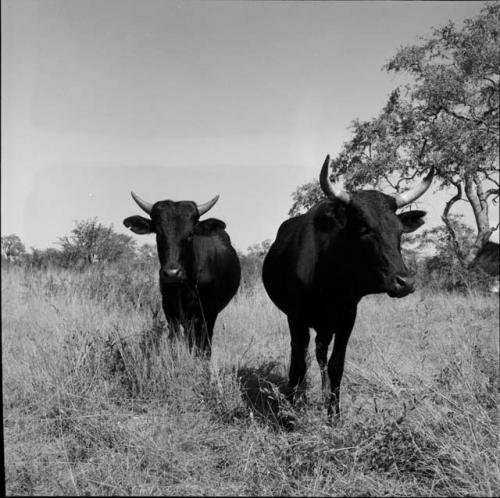 Two bulls standing in the grass, close-up