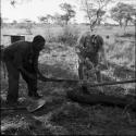 Two staff members splitting a log, with a shovel on the ground next to them