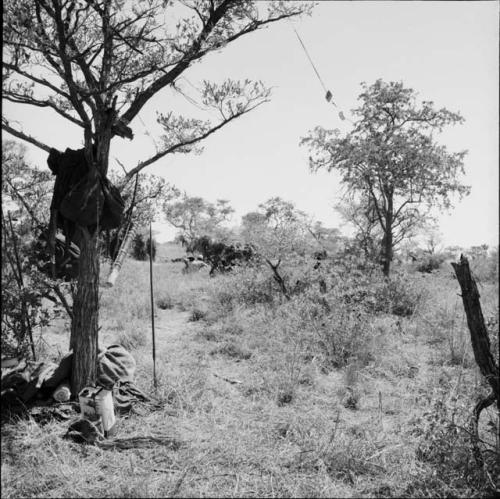 Hunting equipment hanging in a tree, with expedition equipment on the ground at the base of the tree