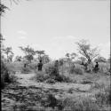 Women gathering wood in the veld