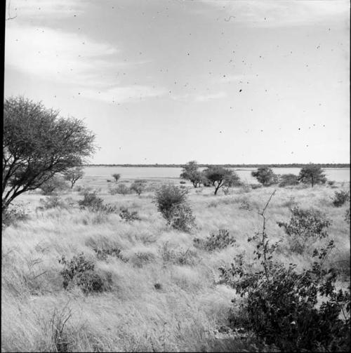 Veld, with a pan in the background