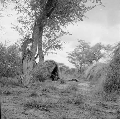 Man sitting in the entrance of a skerm near a tree