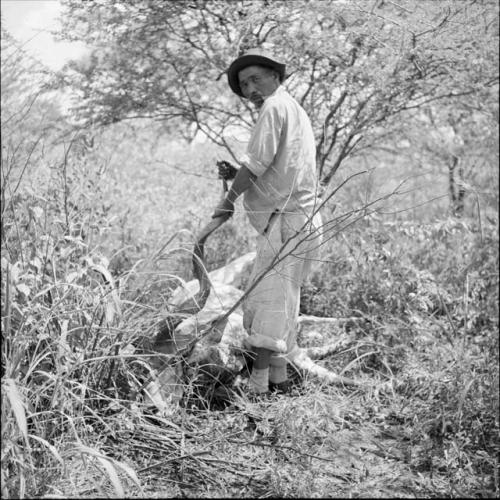 Man standing next to a dead kudu, holding its long twisted horn