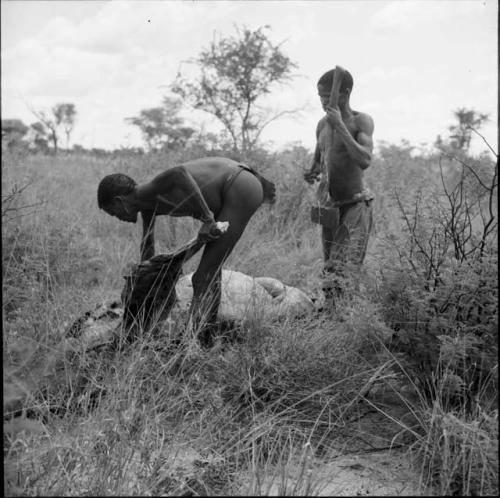 "Short /Qui" holding an axe, starting to skin a dead kudu with another man