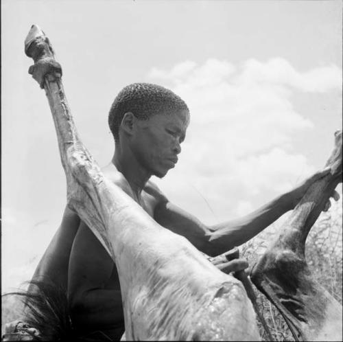 "Short /Qui" skinning a dead kudu