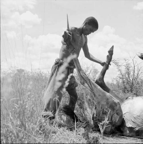 "Short /Qui" skinning a dead kudu, holding a knife in one hand, legs in the other