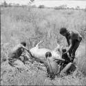 "Short /Qui" and two unidentified men skinning a kudu carcass