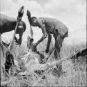 Two men leaning over, working on a kudu carcass