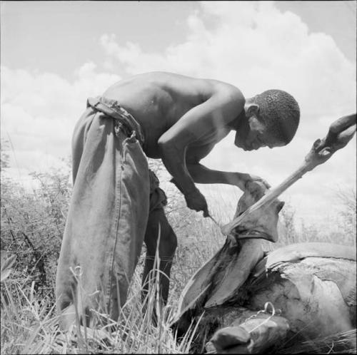 "Short /Qui" working on a kudu carcass with a knife