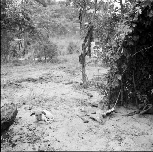 Dog lying down near a skerm, with belongings on the ground outside the skerm