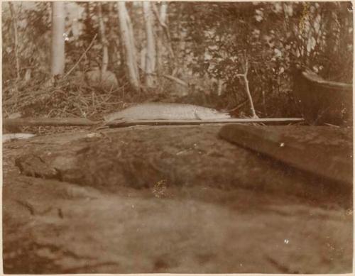 Pike from Great Slave Lake