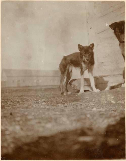 Puppy at Behchokǫ̀