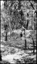 Woman standing in wooded area