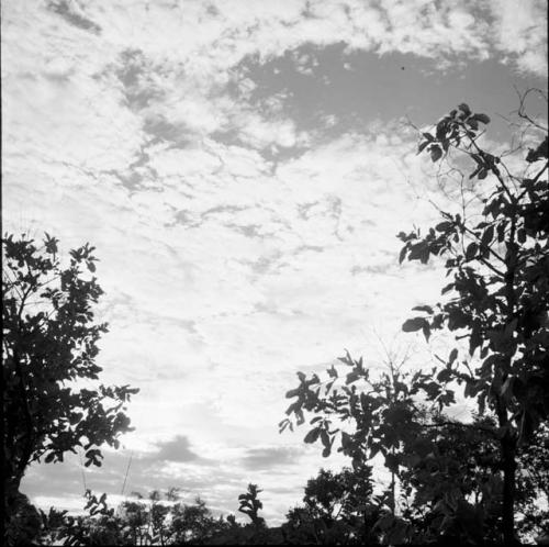 Bushes and clouds at sunset