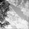 Baobab leaves and a cloudy sky